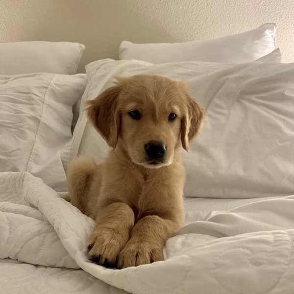 Our Puppy Fund!
