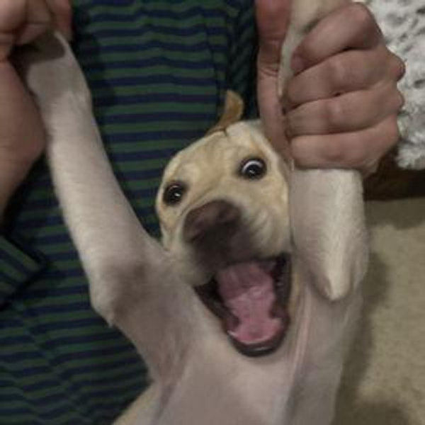 honeymoon fund & ivy's petsitter