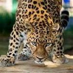 Potawatomi Zoo