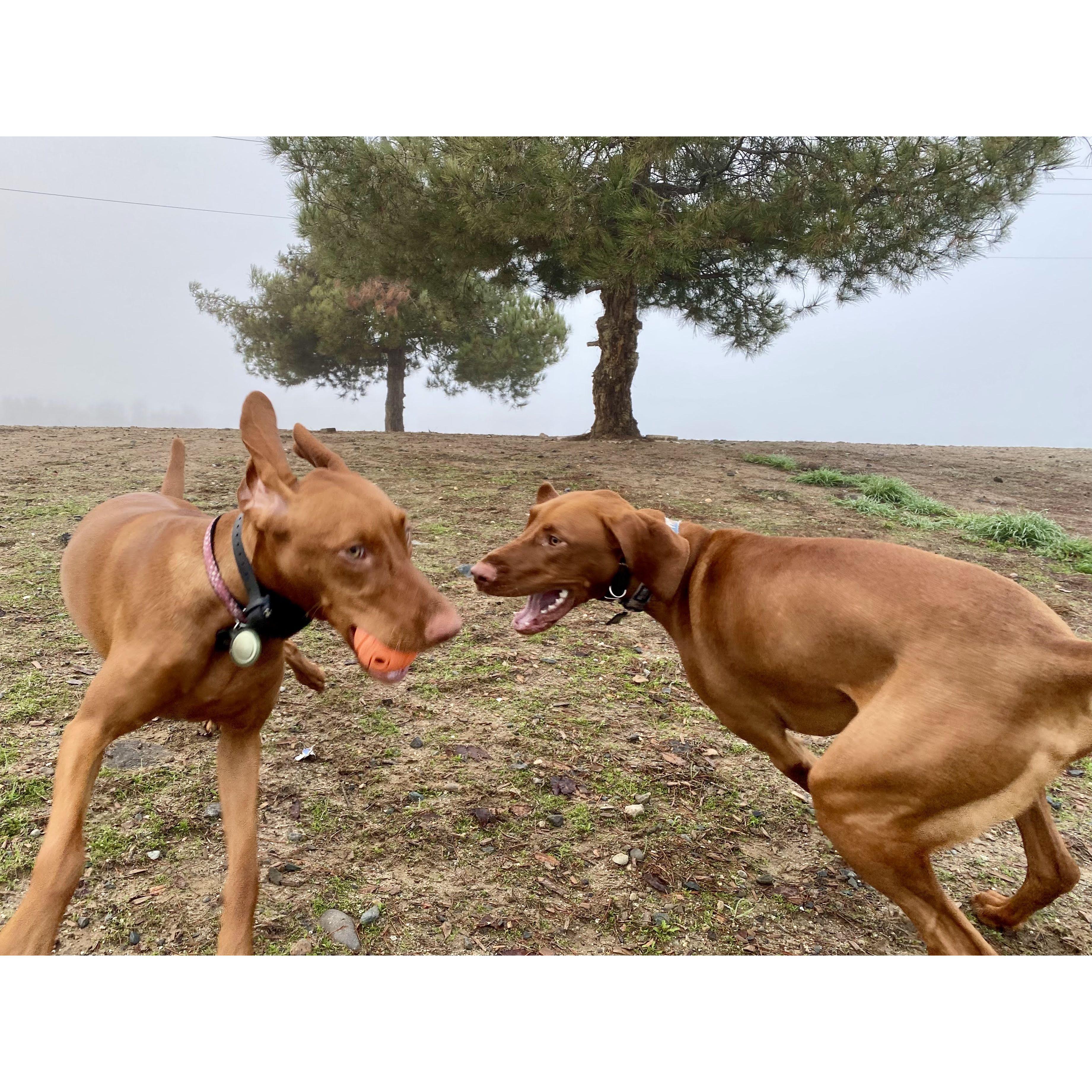 The wild ones - Brother Finn and Sister Poppy