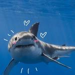 Diving with Sharks