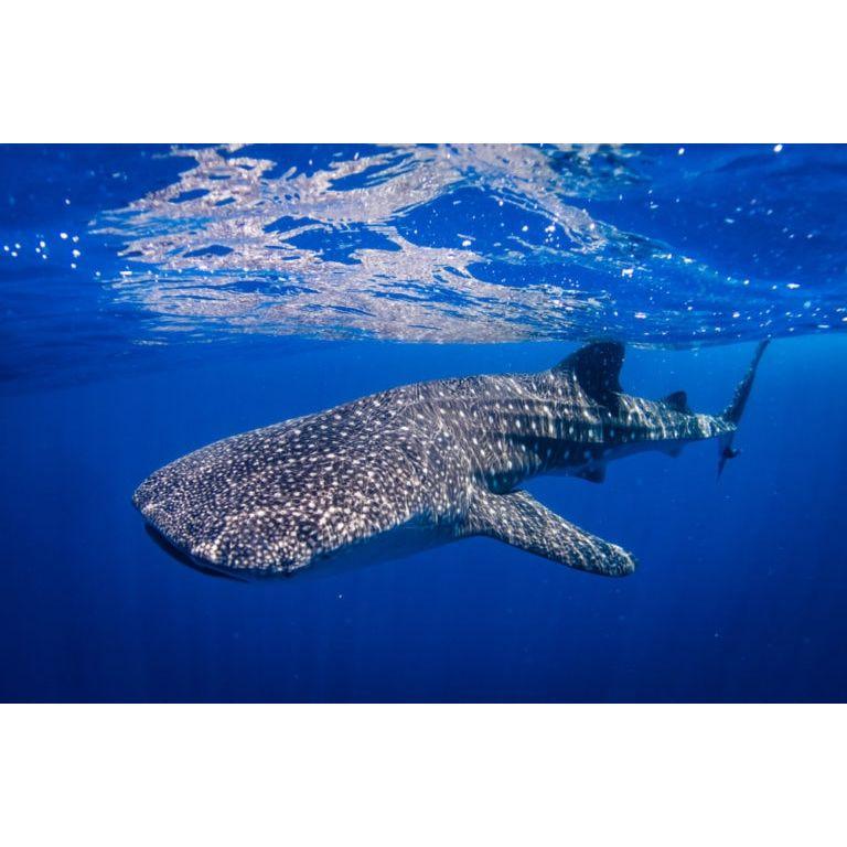 Whale Sharks- Snorkle or scuba dive activity. Join Us!