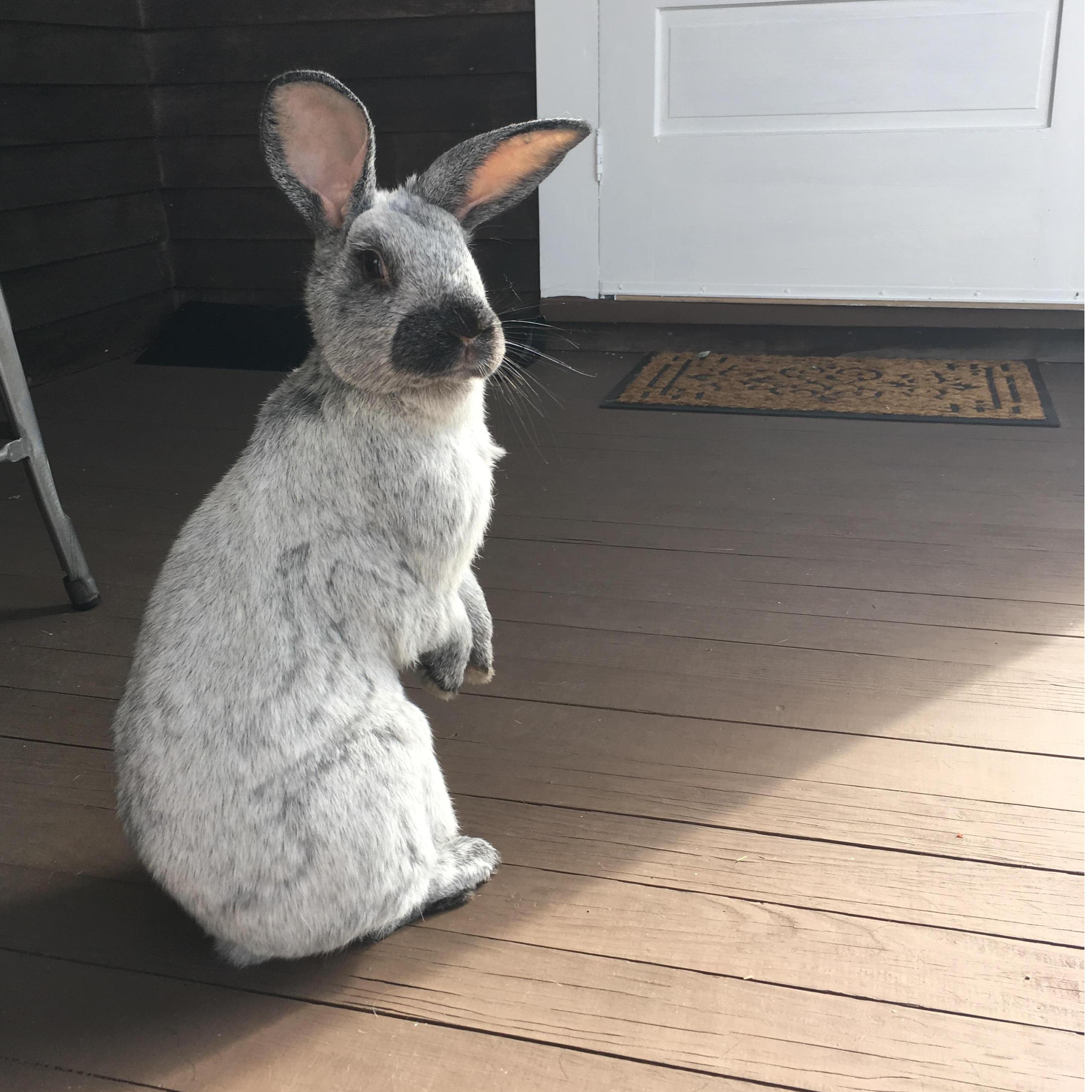 Did we mention we love our bunnies?