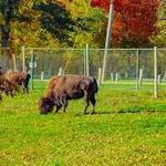 Buffalo Rock State Park