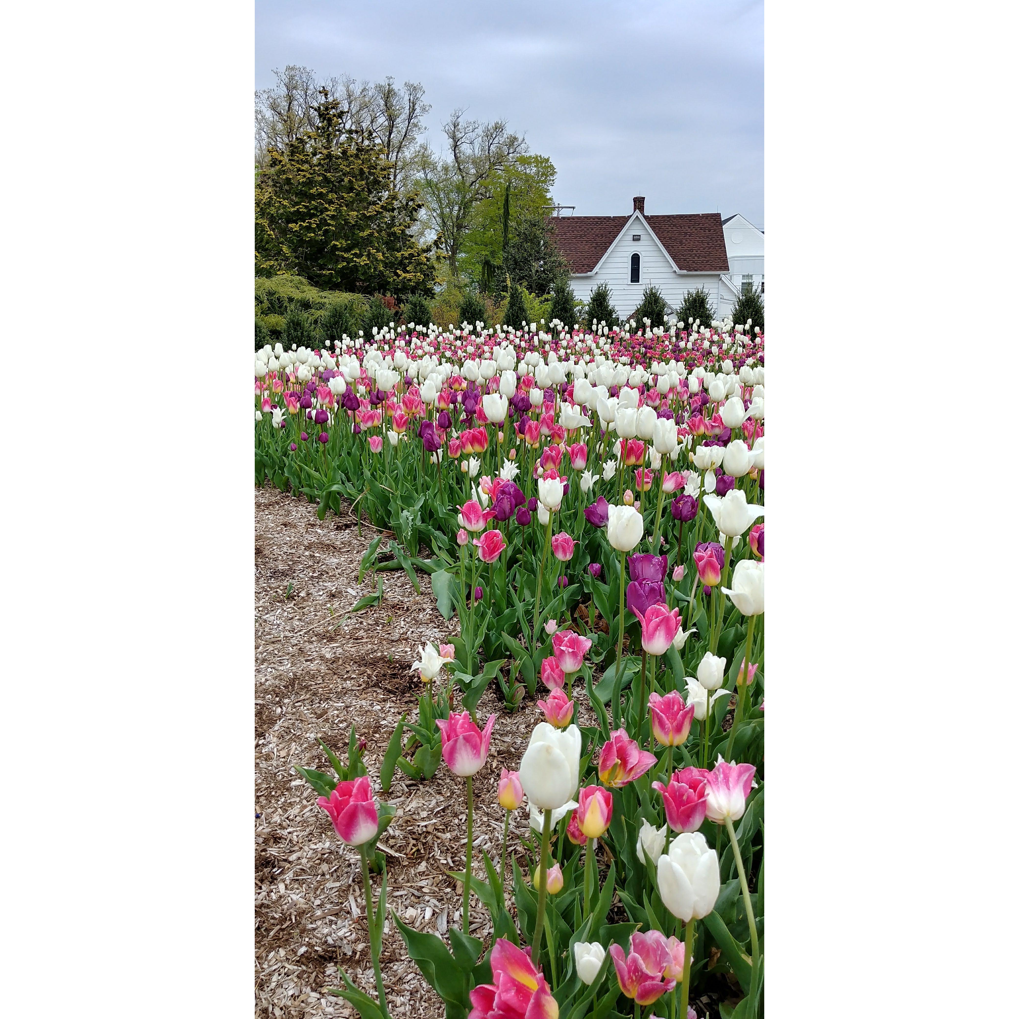 Tulips are one of Sam and Andrea's favorite flwoers! The weekend before the engagement, they visited The Frelinghuysen Arboretum in Morristown, New Jersey. Definitely worth the detour!