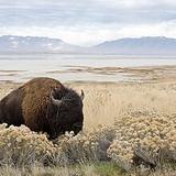 Antelope Island State Park