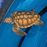 North Carolina Aquarium at Fort Fisher
