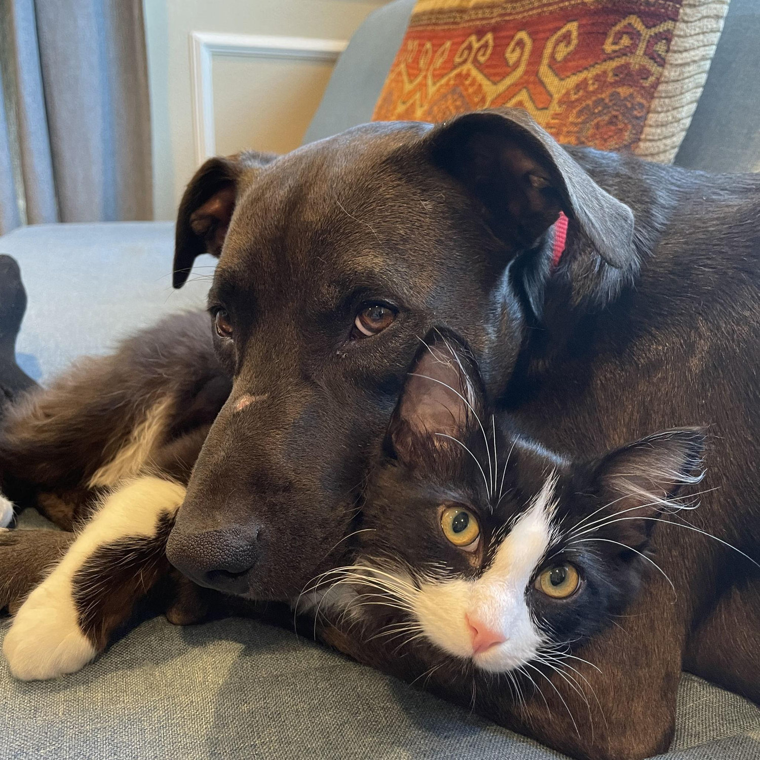 Baloo and Kadoo