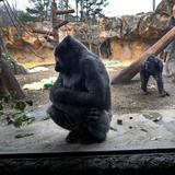 Franklin Park Zoo