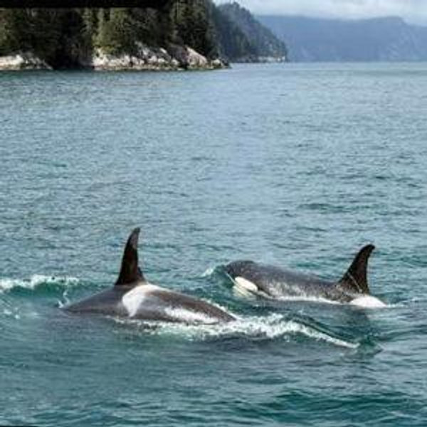 Kenai Fjords Boat Tour