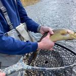 Estes Angler