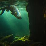 Seattle Aquarium