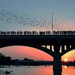 Austin Bat Tours