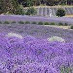Pelindaba Lavender Farm