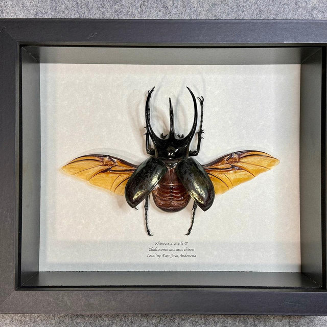 Giant 112mm Caucasus Beetle, Chalcosoma caucasus chiron, Male, Mounted and framed in a shadowbox