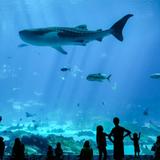 Brianna's Pick | Georgia Aquarium