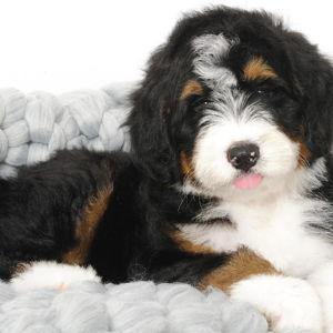 Our New Bernedoodle
