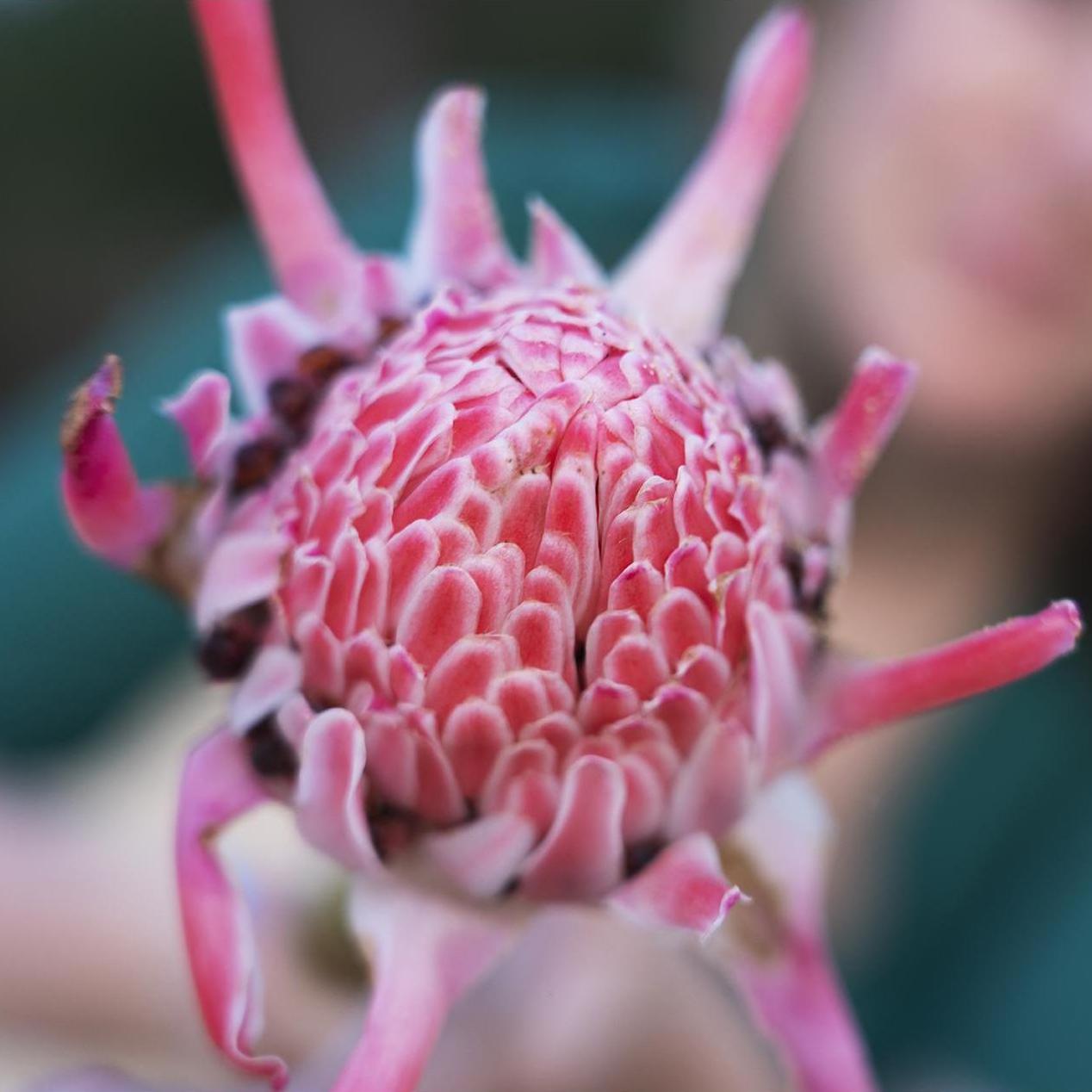 Tiger Ginger flower from a roadside flower stand on the Road to Hana.