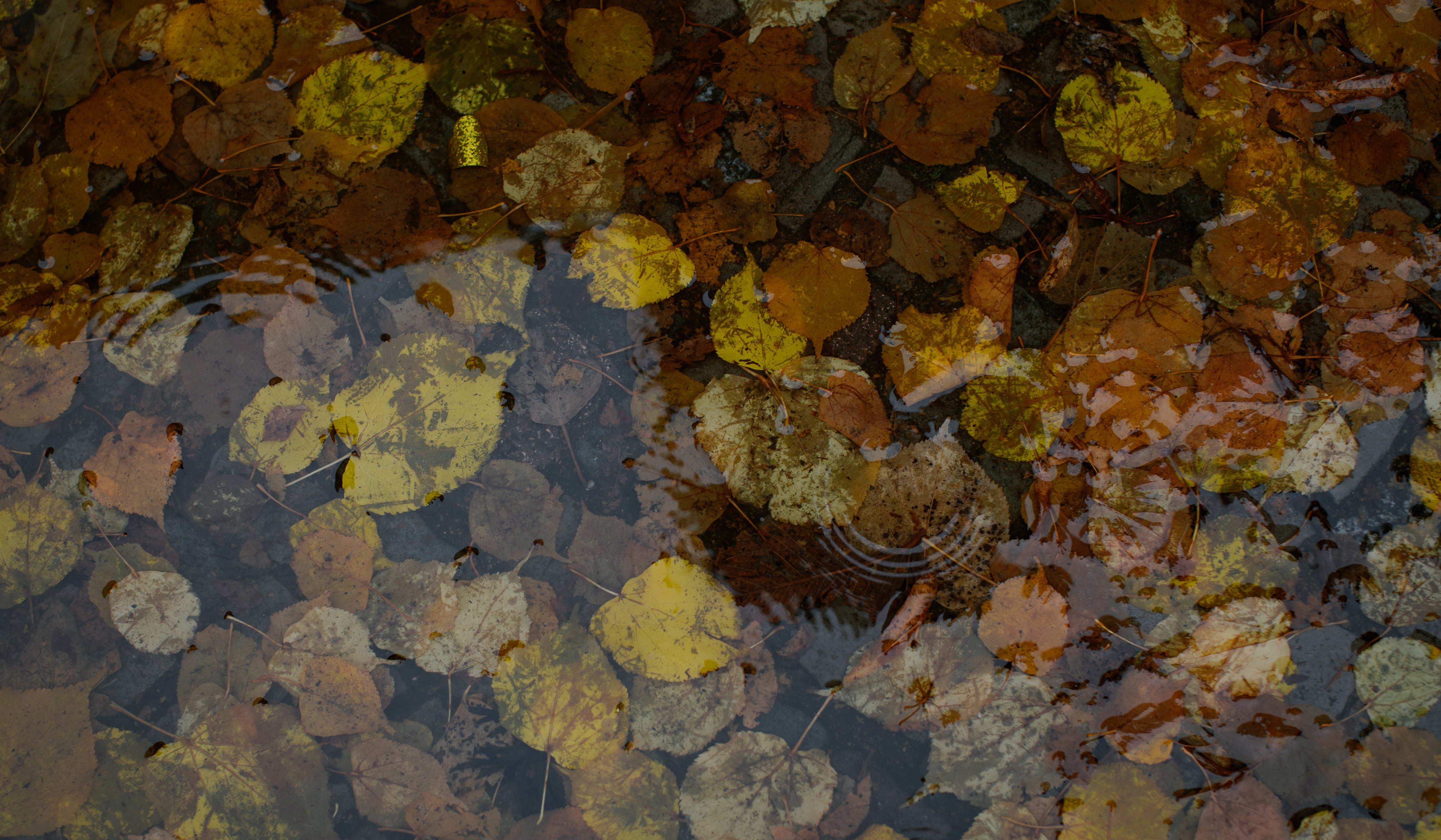 Footer image