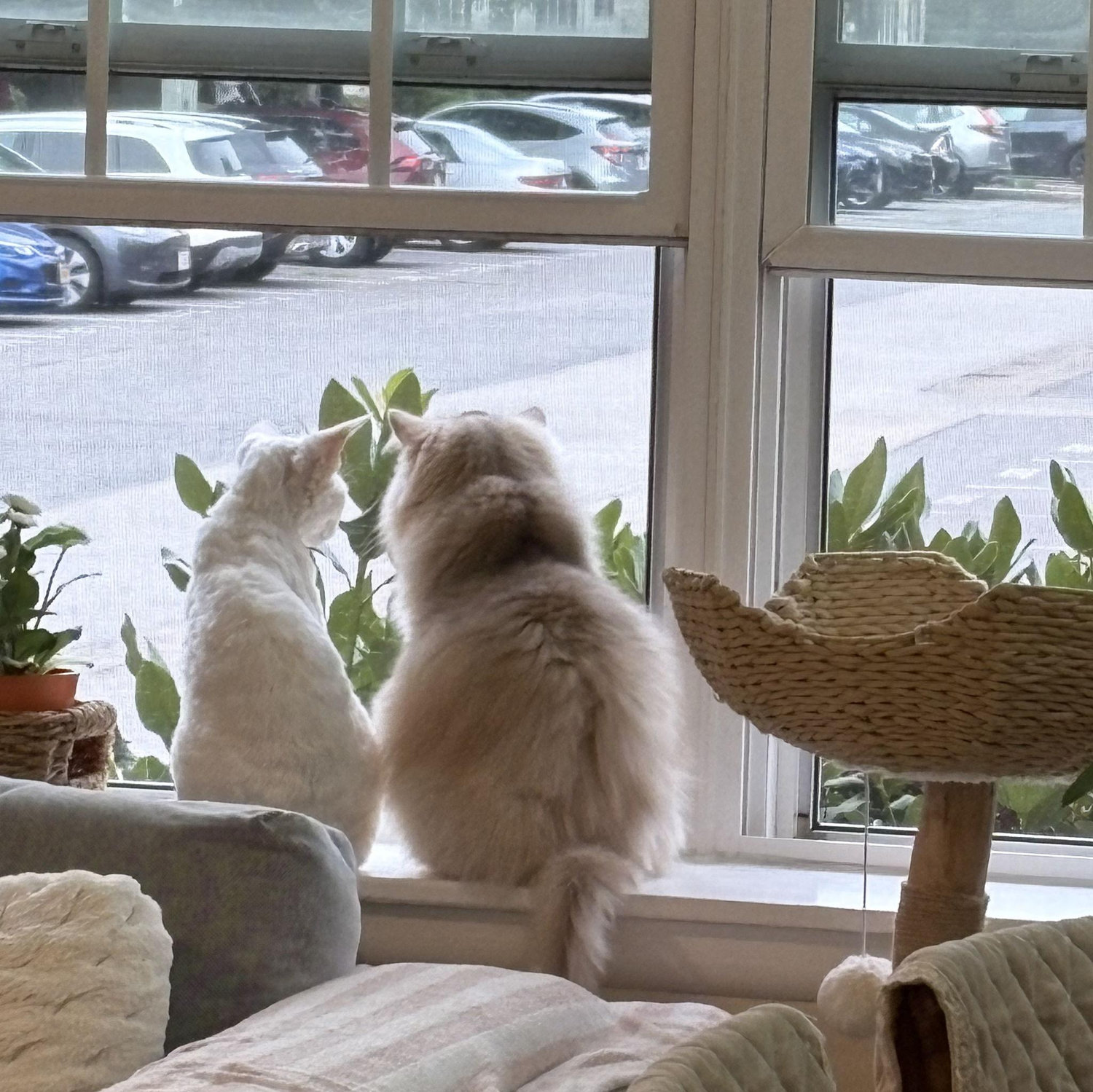We have two lovely cats "Nuan Nuan" and "Xiao Mao".