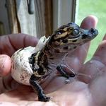 Insta-Gator Ranch & Hatchery