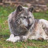 Zoo New York