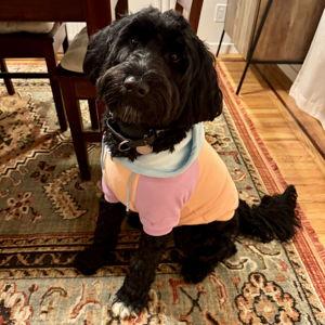 Tilly's Supply Of Pet Treats
