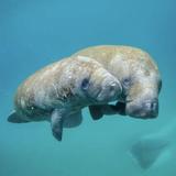 Manatees at Blue Spring State Park