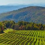 Burntshirt Vineyards