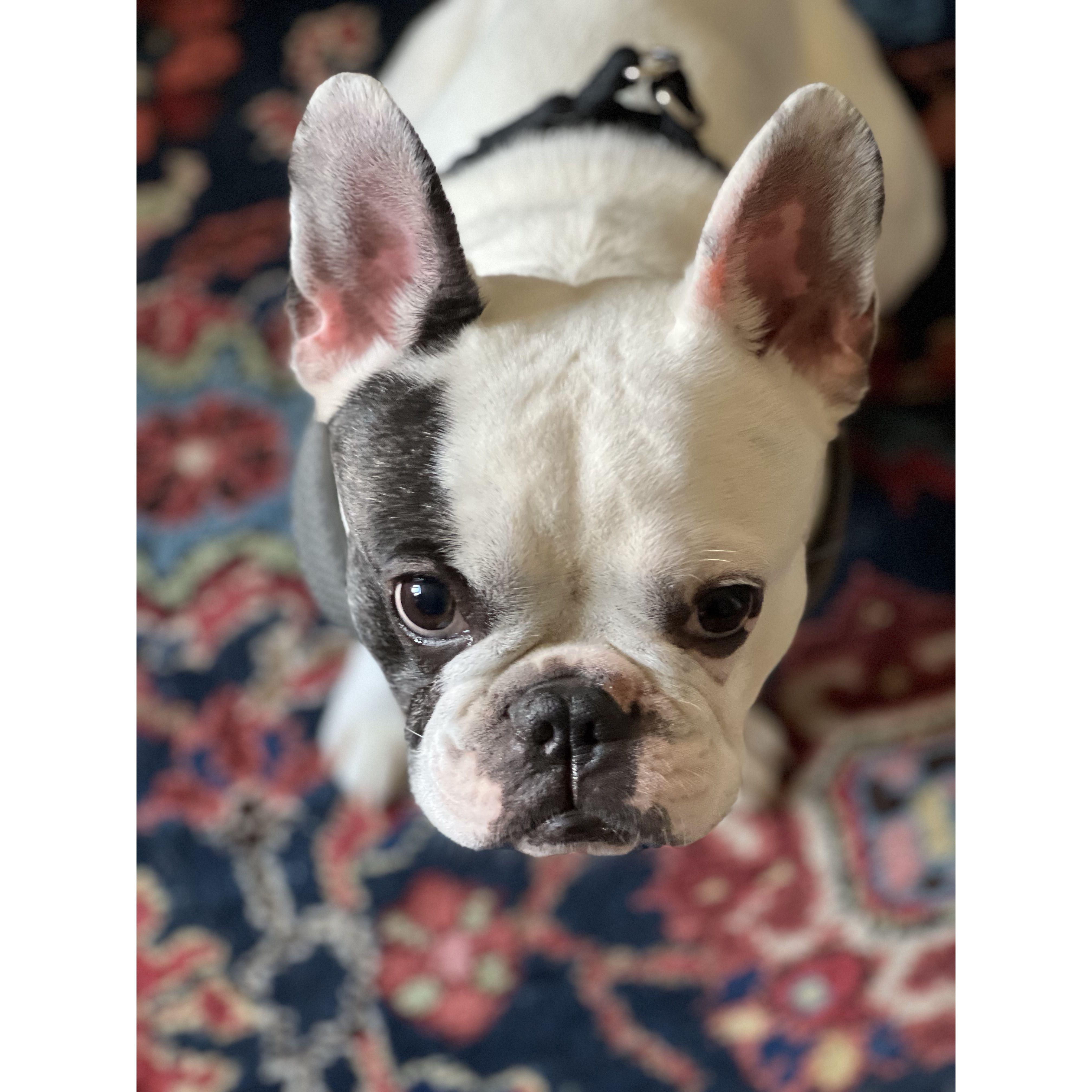 Our oldest fur baby, Farley.
