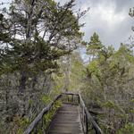 Pygmy Forest Discovery Trail