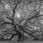 Angel Oak Tree