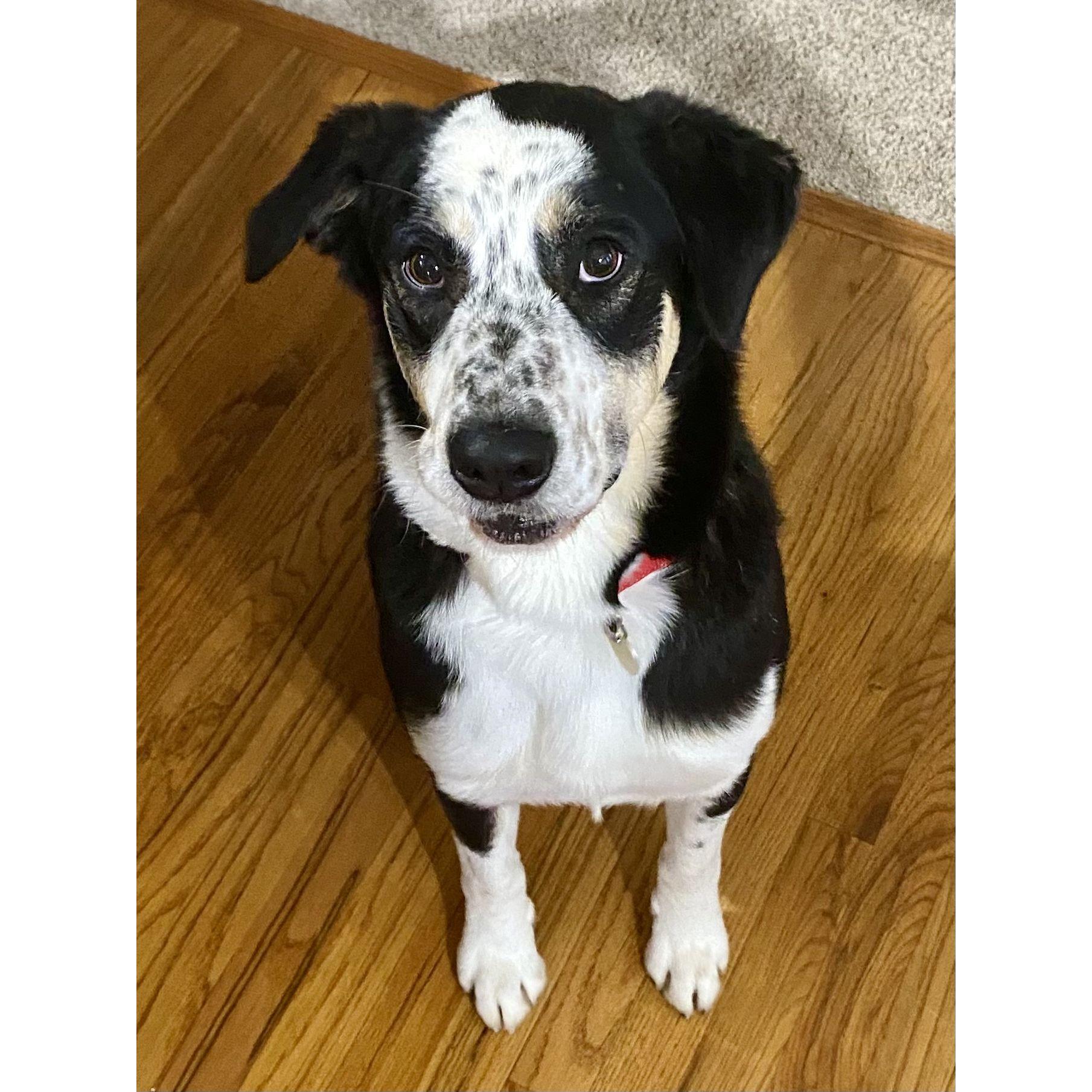 Our bestest boy, Benji Crick