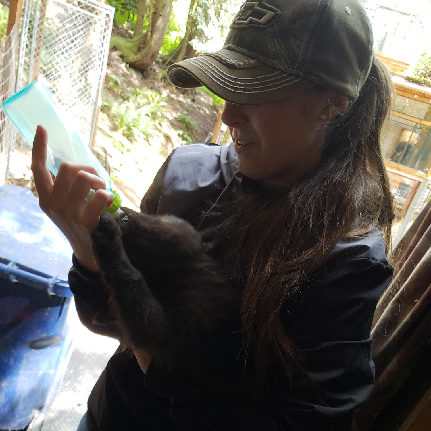 Feeding Wolf Pups