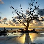 Driftwood Beach