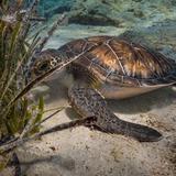 Protaras: Discover Scuba Diving (For Beginners)
