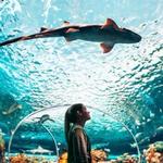 Aquarium Ripley de Toronto