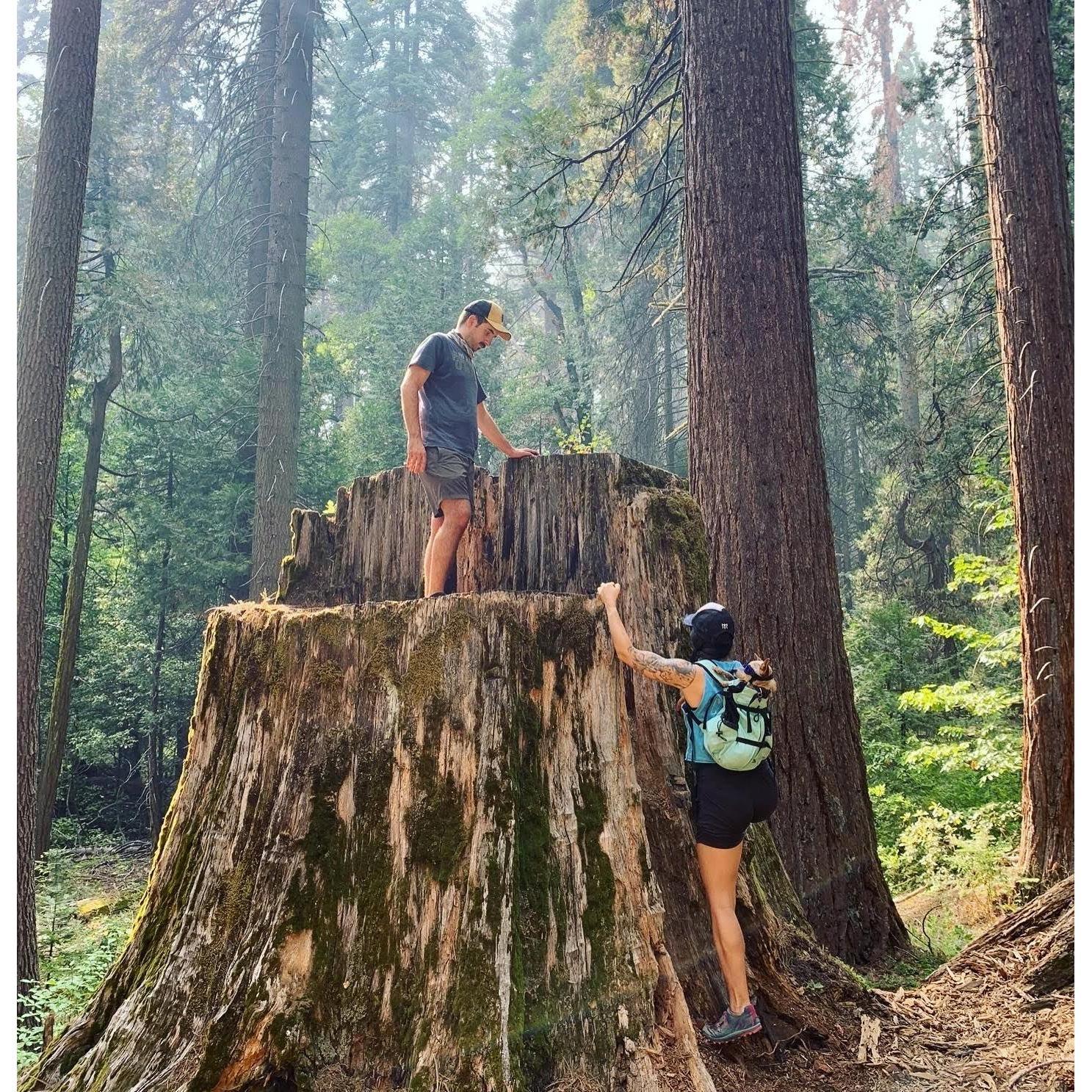 Say goodbye to the big trees of California with a chihuahua donning sunglasses strapped to your back, August 2020