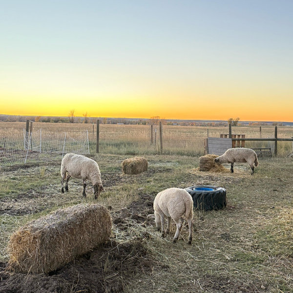 Buy us a bail of hay!