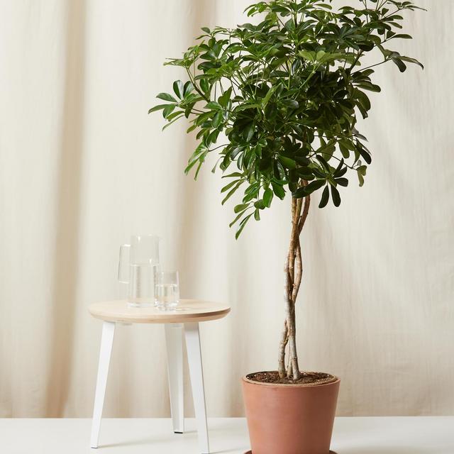 Schefflera Arboricola