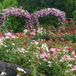 International Rose Test Garden