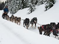 Dog sledding