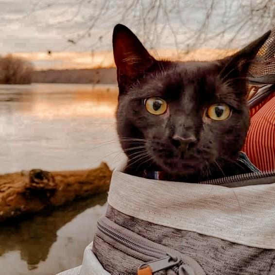 Arlo, aka Wildman. Our first pet together.
