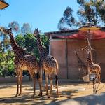 San Diego Zoo