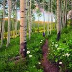 Berry Picker Trail