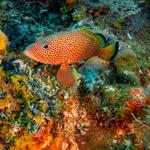 Island Snorkeling