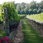 Beneduce Vineyards