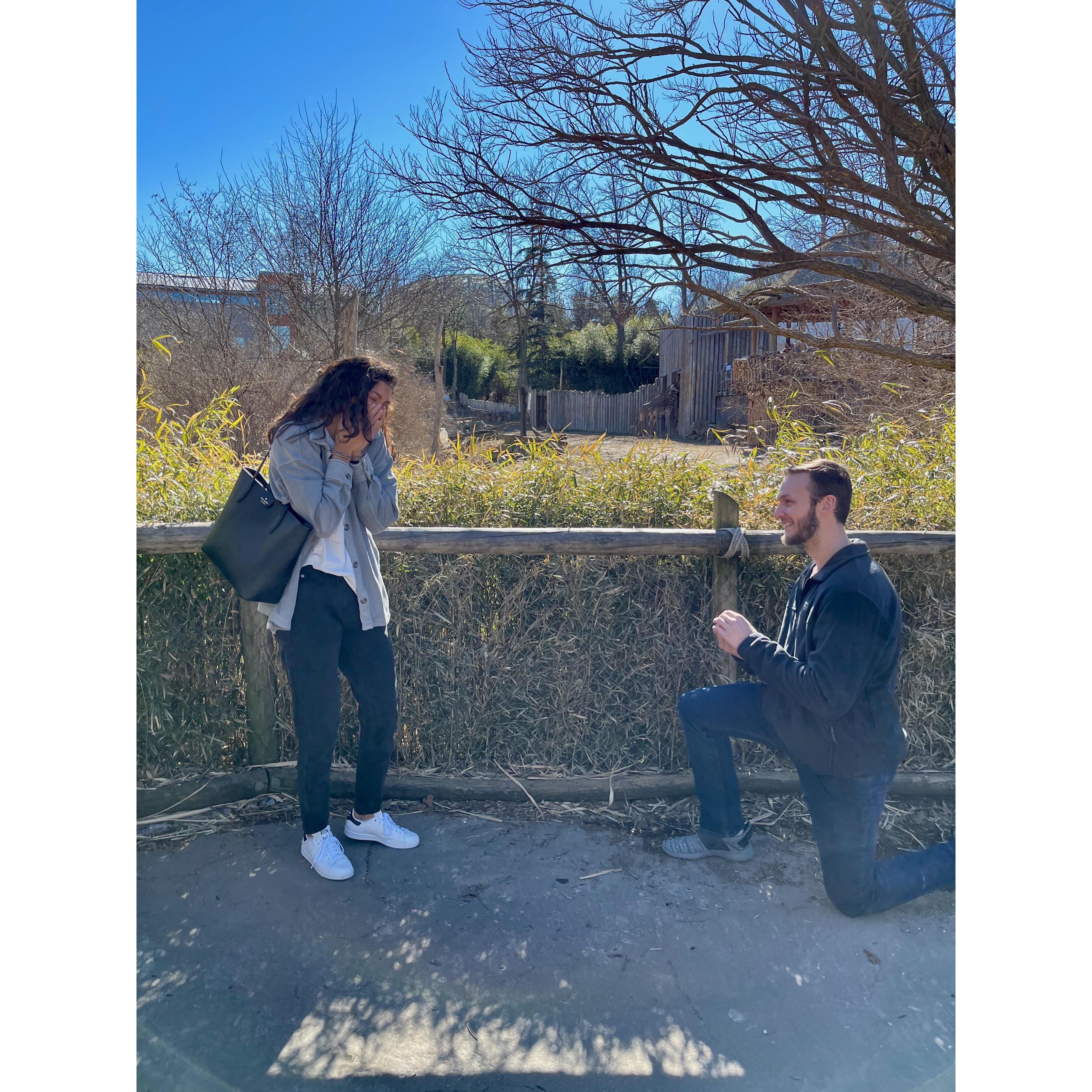 Parker's proposal at the Cincinnati Zoo in front of the giraffe exhibit