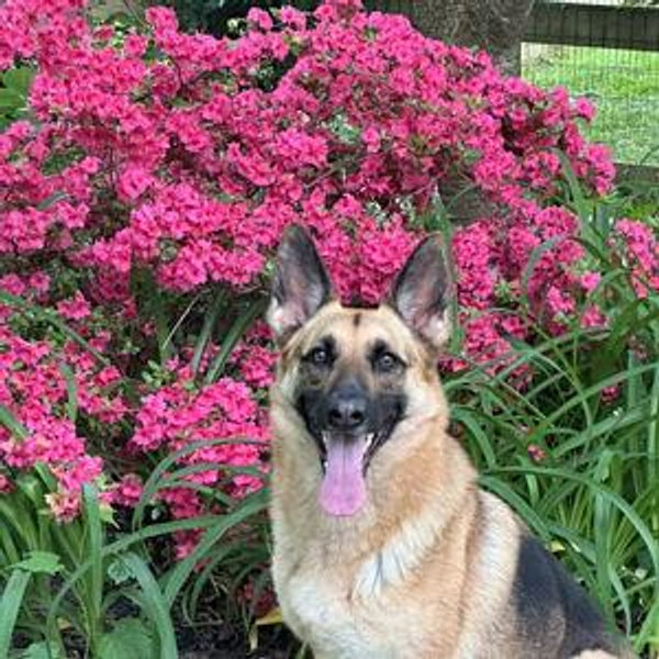 Pet Sitter for Honeymoon