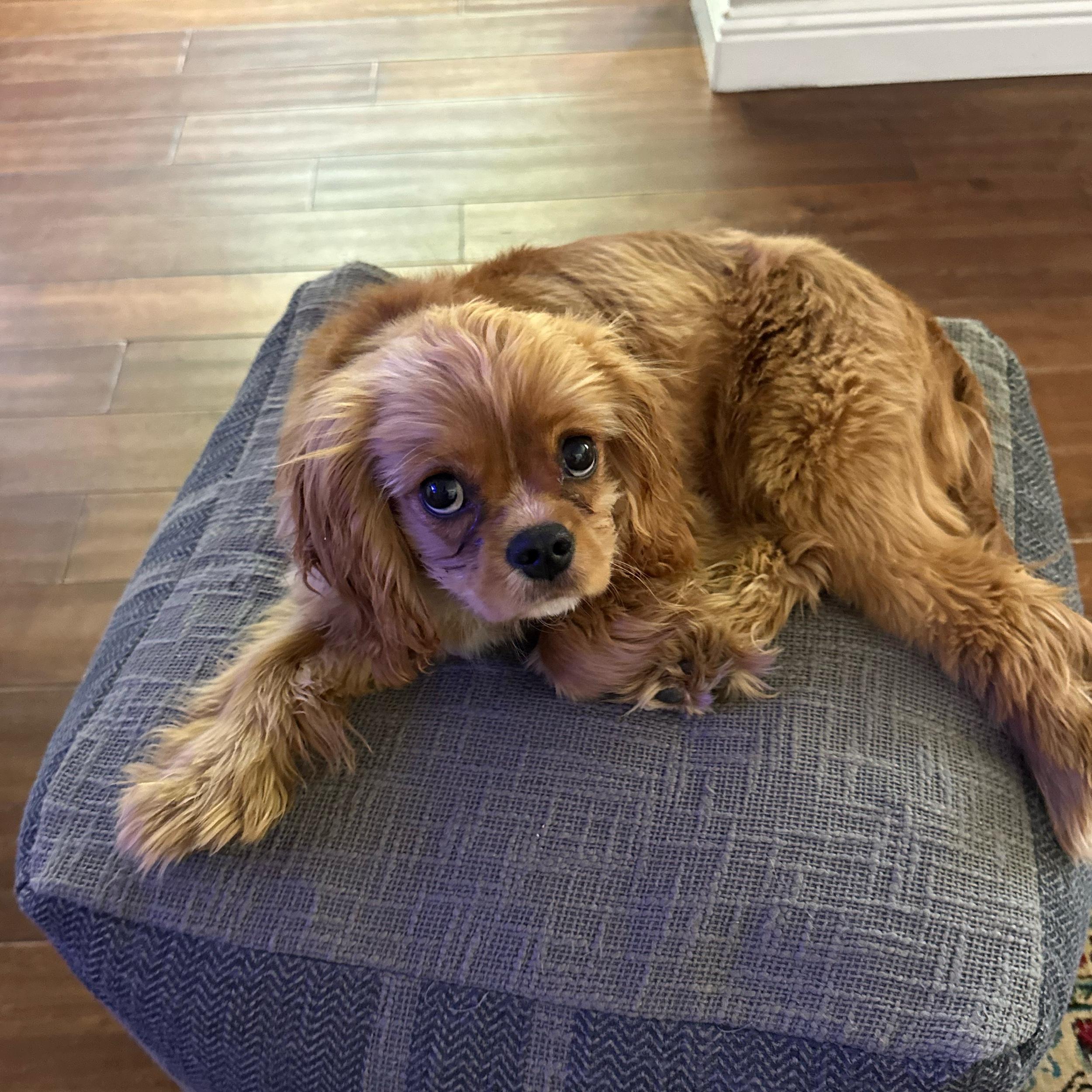 Year's Supply Of Pet Treats